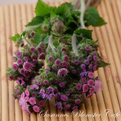 Ageratum  houstonianum - Timeless mix -  Fr