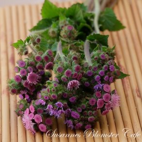 Ageratum  houstonianum - Timeless mix -  Fr