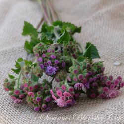 Ageratum  houstonianum - Timeless mix -  Fr