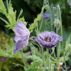  Papaver rhoeas - Amazing Gray - fr�