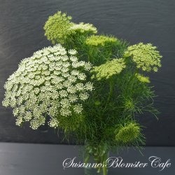 Ammi visnaga Green Mist - fr