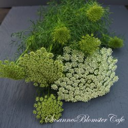 Ammi visnaga Green Mist - fr
