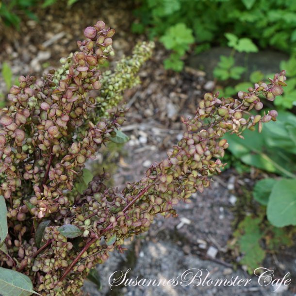 Atriplex hortensis Copper - Havemlde - fr
