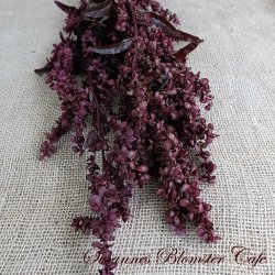 Atriplex hortensis Rubra - Rd Havemlde - fr