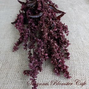 Atriplex hortensis Rubra - Rd Havemlde - fr