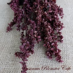 Atriplex hortensis Rubra - Rd Havemlde - fr