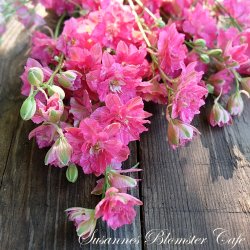 Larkspur Limelight Carmine - Sommer Ridderspore - fr�