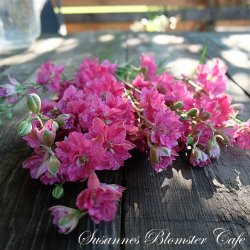 Larkspur Limelight Carmine - Sommer Ridderspore - fr�