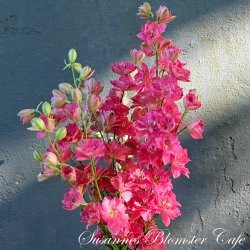 Larkspur Limelight Carmine - Sommer Ridderspore - fr�