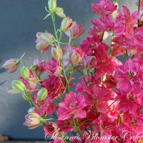 Larkspur Limelight Carmine - Sommer Ridderspore - fr