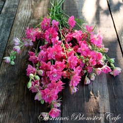 Larkspur Limelight Carmine - Sommer Ridderspore - fr�