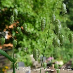 Briza maxima - Hjertegrs - fr