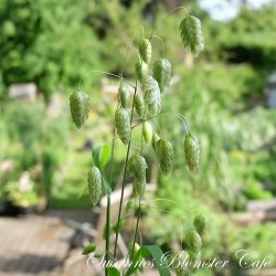 Briza maxima - Hjertegrs - fr