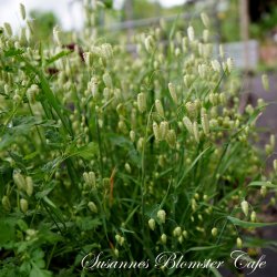 Briza maxima - Hjertegrs - fr