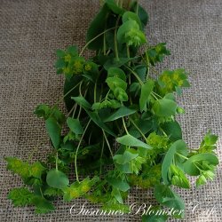 Bupleurum rotundifolium Griffithii - Harere - fr