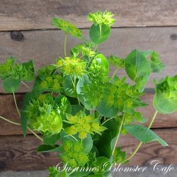 Bupleurum rotundifolium Griffithii - Harere - fr