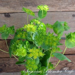 Bupleurum rotundifolium Griffithii - Harere - fr