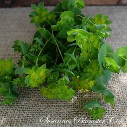 Bupleurum rotundifolium Griffithii - Harere - fr