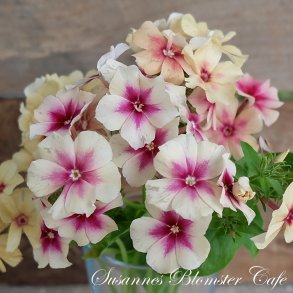 Phlox drummondii  Cherry Caramel- fr