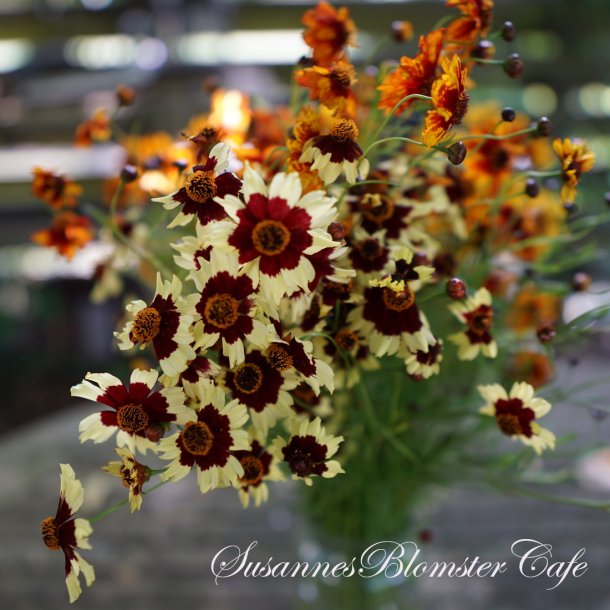 Coreopsis hybrida - Incredible Dwarf Mix - fr