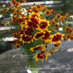 Coreopsis hybrida - Incredible Dwarf Mix - fr