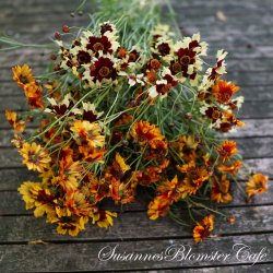 Coreopsis hybrida - Incredible Dwarf Mix - fr