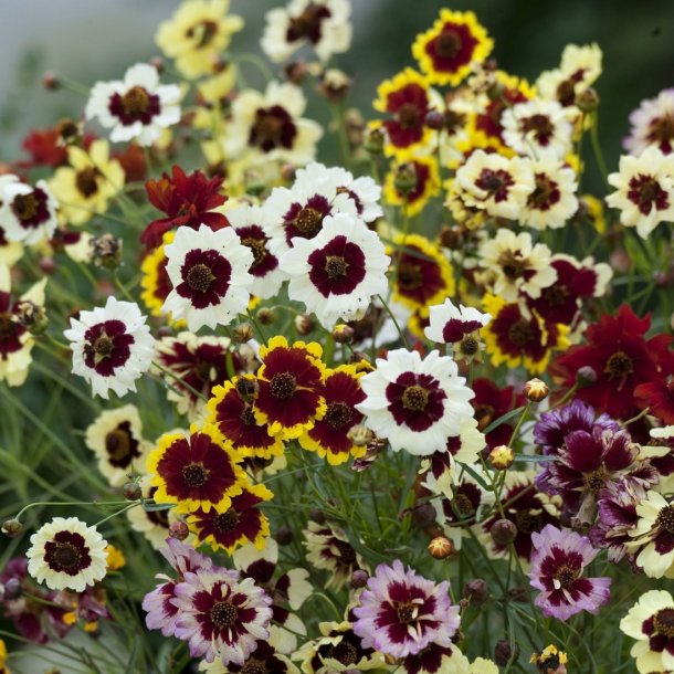 Coreopsis hybrida - Incredible Dwarf Mix - fr