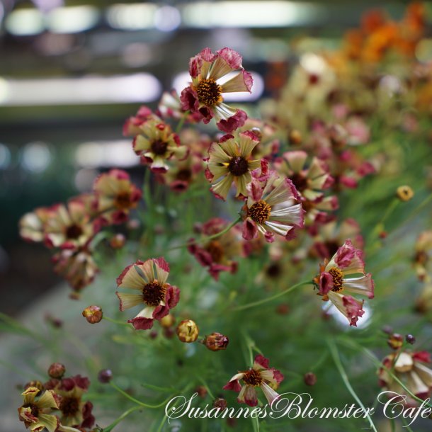  Coreopsis hybrida - Incredible Sea Shell Mix - fr