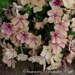 Phlox drummondii Crme Brle fr