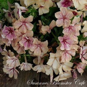Phlox drummondii Crme Brle fr