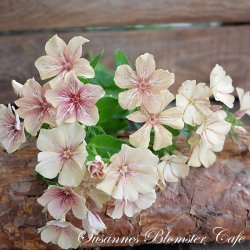 Phlox drummondii Crme Brle fr