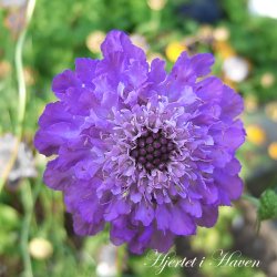 Scabiosa atropurpurea - Oxford Blue - fr