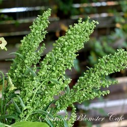 Atriplex hortensis Green - Grn Havemlde - fr