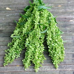 Atriplex hortensis Green - Grn Havemlde - fr