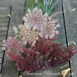 Daucus Carota Dara - Gulerods blomst - fr