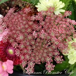 Daucus Carota Dara - Gulerods blomst - fr