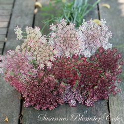 Daucus Carota Dara - Gulerods blomst - fr