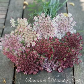 Daucus Carota Dara - Gulerods blomst - fr