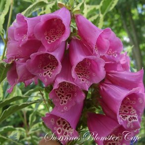 Digitalis hybrid F1 'Camelot Rose' - Pellets
