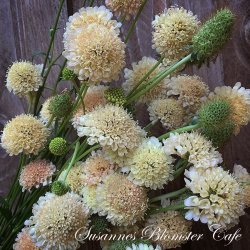 Scabiosa atropurpurea Fata Morgana - fr