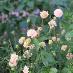 Scabiosa atropurpurea Fata Morgana - fr