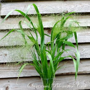 Panicum elegans - Frosted Explosion - Fontnegrs - fr