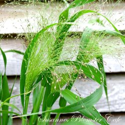 Panicum elegans - Frosted Explosion - Font�negr�s - fr�