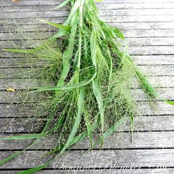 Panicum elegans - Frosted Explosion - Font�negr�s - fr�