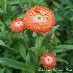 Helichrysum monstrosum  - Salmon - fr