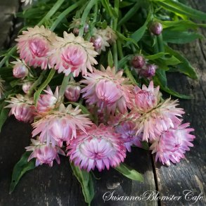 Helichrysum bracteatum  - Silvery Rose - fr