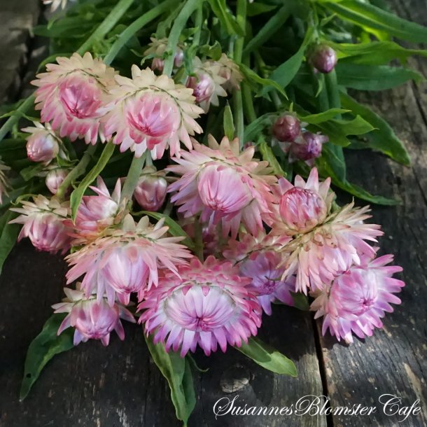 Helichrysum bracteatum  - Silvery Rose - Evighedsblomst - fr