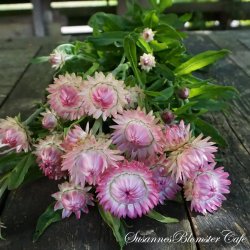  Helichrysum bracteatum  - Peach Melba - Evighedsblomst - fr