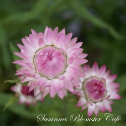 Helichrysum bracteatum  - Silvery Rose - fr