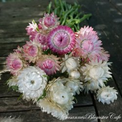 Helichrysum bracteatum  - White og Rose - Evighedsblomst - fr